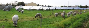 Exploring Ireland's Solar Farm Revolution: 2024’s Major Projects Powering Thousands of Homes